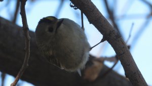 Goldcrest