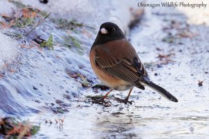 Dark-eyed Junco