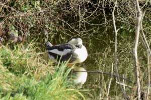 Preening