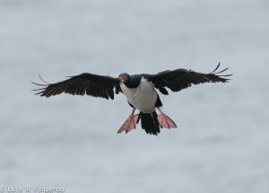 Magellanic Cormoran or Rock Cormorant BF.jpg