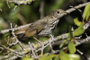 Hermit Thrush