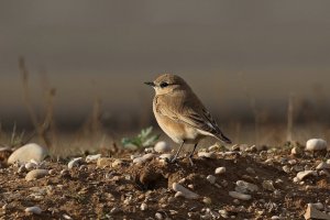 Isabelline Wheatear