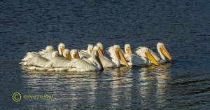 White Pelicans Group Feeding