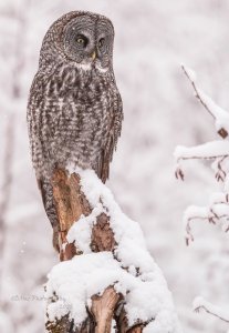 Great Grey Owl