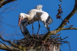 The storks are back ....