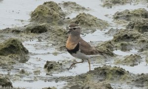 Rufous-chested Dotterel BF.jpg