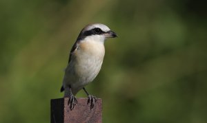 Brown shrike