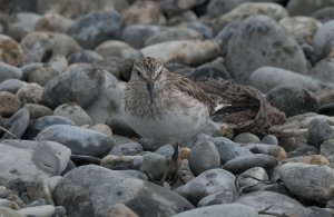 White-rumped Sandpiper EB.jpg