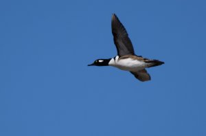 Hooded merganser