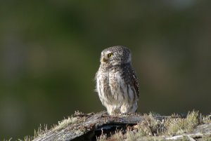 Pygmy owl