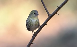 Female siskin