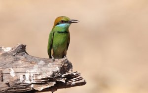 Asian green bee-eater