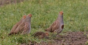 Grey Partridge (Hares Fowlmere 20-01-22 8387)-denoise-denoise.jpg