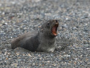 South American sealion or Otaria  flavescens (Young)