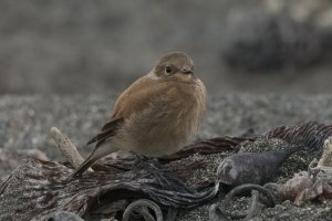 Austral Negrito Female - Lessonia rufa