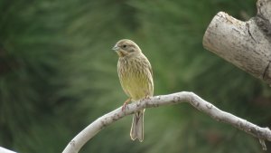 Yellowhammer , Female