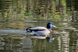 Male Mallard