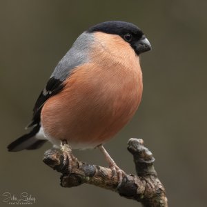 Male Bullfinch