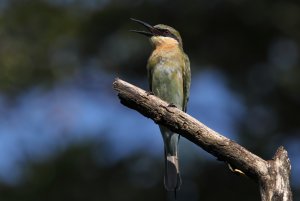 Blue-tailed bee-eater