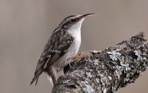 Short-toed treecreeper