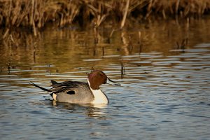 Male Pintail