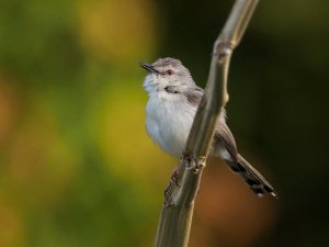 Graceful prinia