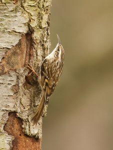 Short-toed Treecreeper