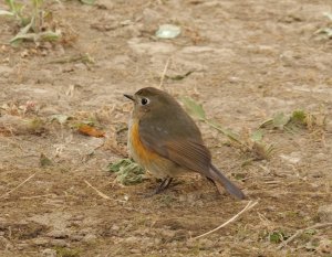 Red-flanked Bluetail