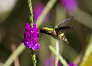 Black-crested Coquette