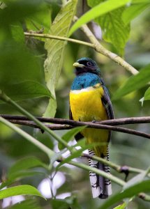 Garteted Trogon