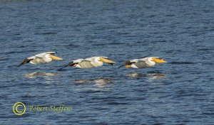 White Pelicans on the wing!
