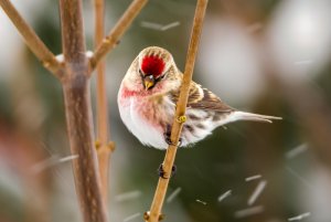 Common redpoll