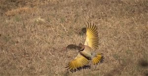 Yellow-Shafted Northern Flicker