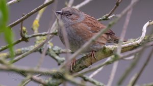 Dunnock singing