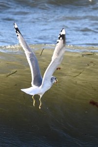 Short-billed Gull grabs a morsel from the waves