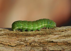 Angle Shades Moth caterpillar