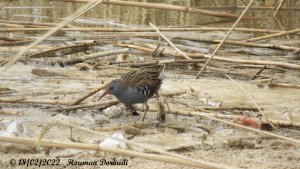 Water Rail , Adult