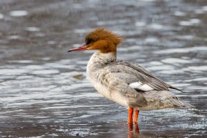 Common merganser