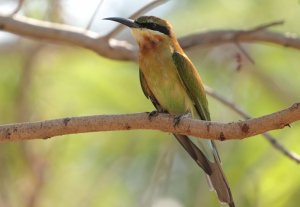 Blue-tailed Bee-eater