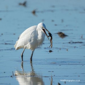 Little Egret and an ex-frog