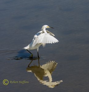 Snowy Egret