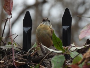 Little One-Eyed Survivor