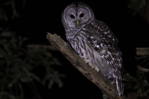 Barred Owl