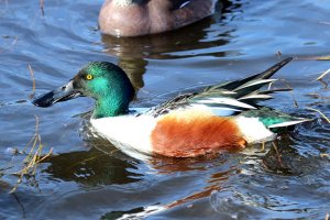 Northern Shoveler