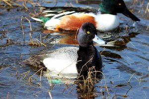 Lesser Scaup