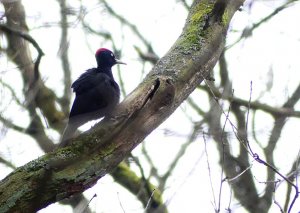 Black Woodpecker