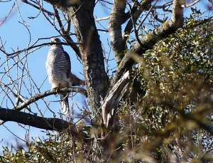 Goshawk