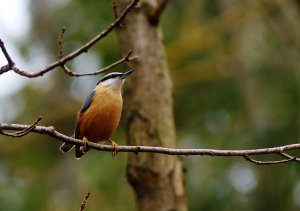 Nuthatch