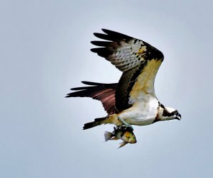 Western Osprey caught a fish
