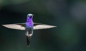 Sapphire-throated Hummingbird, hovering male.jpeg